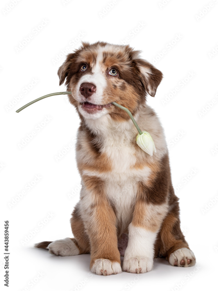 Cute red merle white with tan Australian Shepherd aka Aussie dog pup, sitting on ass facing front. Holding fake tulip in mouth, looking up. IsolateBrown Australian Shepherd dog pup on white background