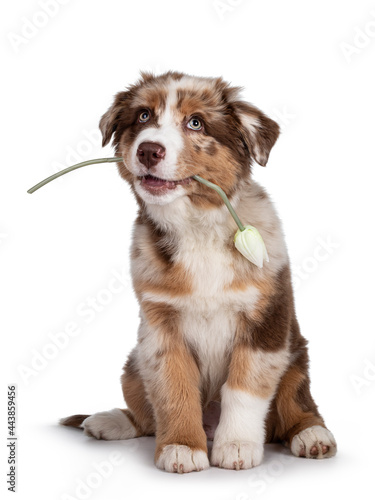 Fototapeta Naklejka Na Ścianę i Meble -  Cute red merle white with tan Australian Shepherd aka Aussie dog pup, sitting on ass facing front. Holding fake tulip in mouth, looking up. IsolateBrown Australian Shepherd dog pup on white background