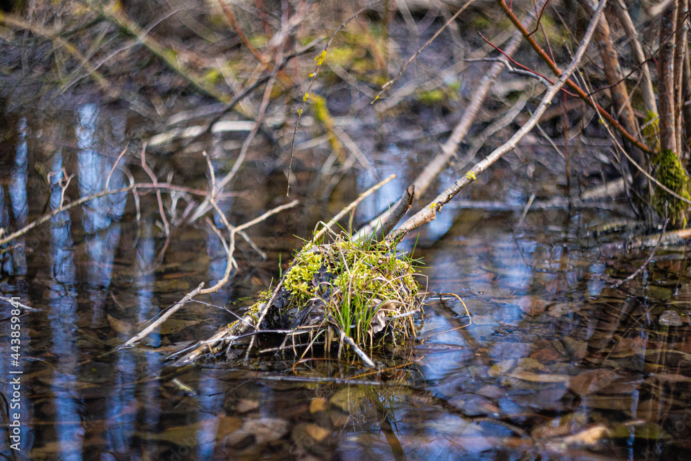 A bump with grass in the middle of a forest swamp A bump with grass in the middle of a forest swamp