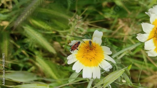 Vertical content: capsid bugs chilling over colorful yellow daisies in a field at summer. Handheld closeup shot.
 photo