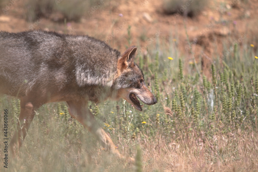 Iberian wolf (Canis lupus signatus) walking through scrub land.