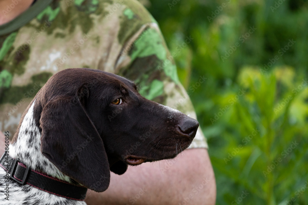 Portrait of a short-haired short-haired dog breed close-up on a blurred green background of grass bushes and trees with a man from behind. Hunting dog on the hunt with the owner, the hunter copy space