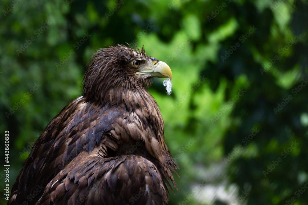 Golden eagle or eagle sits in the forest, shot close-up on a blurred green background of trees and bushes with feathers in its beak. A bird in the wild is doing personal hygiene and cleaning feathers. Golden eagle or eagle sits in the forest, shot close-up on a blurred green background of trees and bushes with feathers in its beak. A bird in the wild is doing personal hygiene and cleaning feathers.