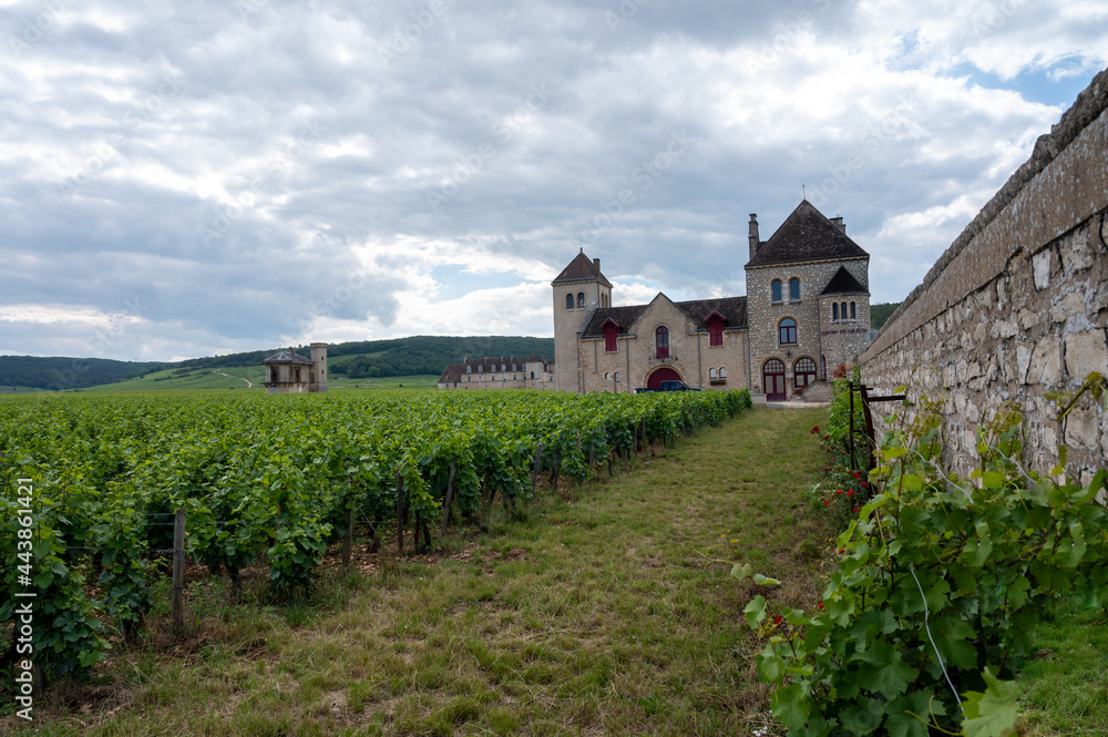 Green walled grand cru and premier cru vineyards with rows of pinot noir grapes plants in Cote de nuits, making of famous red Burgundy wine in Burgundy region of eastern France.
