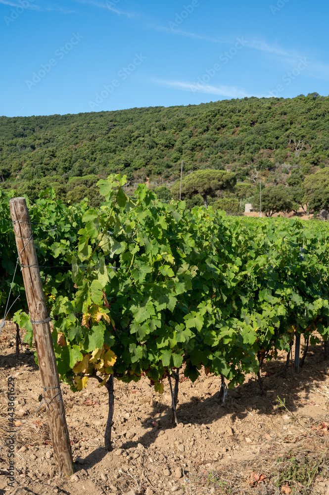 Winemaking in  department Var in  Provence-Alpes-Cote d'Azur region of Southeastern France, vineyards in July with young green grapes near Saint-Tropez, cotes de Provence wine.