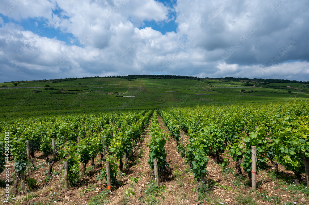 Green grand cru and premier cru vineyards with rows of pinot noir grapes plants in Cote de nuits, making of famous red Burgundy wine in Burgundy region of eastern France.