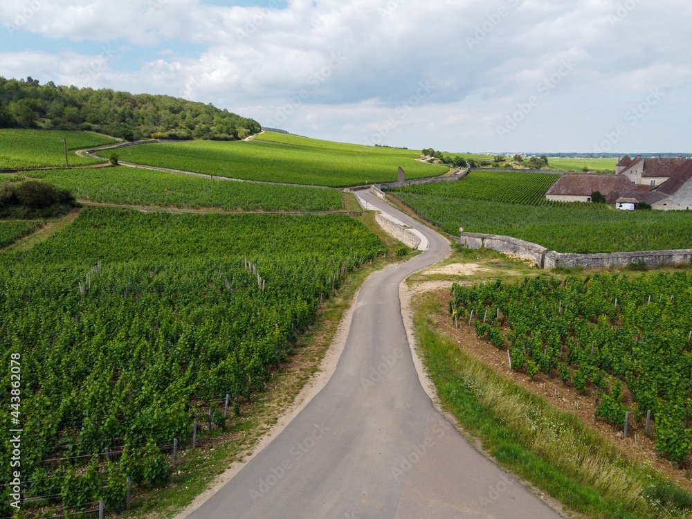 Aerian view on green grand cru and premier cru vineyards with rows of pinot noir grapes plants in Cote de nuits, making of famous red Burgundy wine in Burgundy region of eastern France.