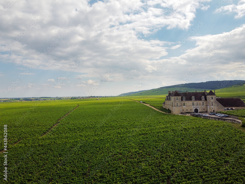 Obraz premium Aerian view on green grand cru and premier cru vineyards with rows of pinot noir grapes plants in Cote de nuits, making of famous red Burgundy wine in Burgundy region of eastern France.