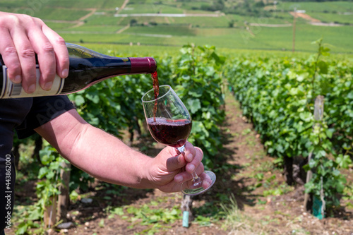 Sommelier or waiter pouring of burgundy red wine from grand cru pinot noir vineyards, glass of wine and view on green vineyards in Burgundy Cote de Nuits wine region, France photo