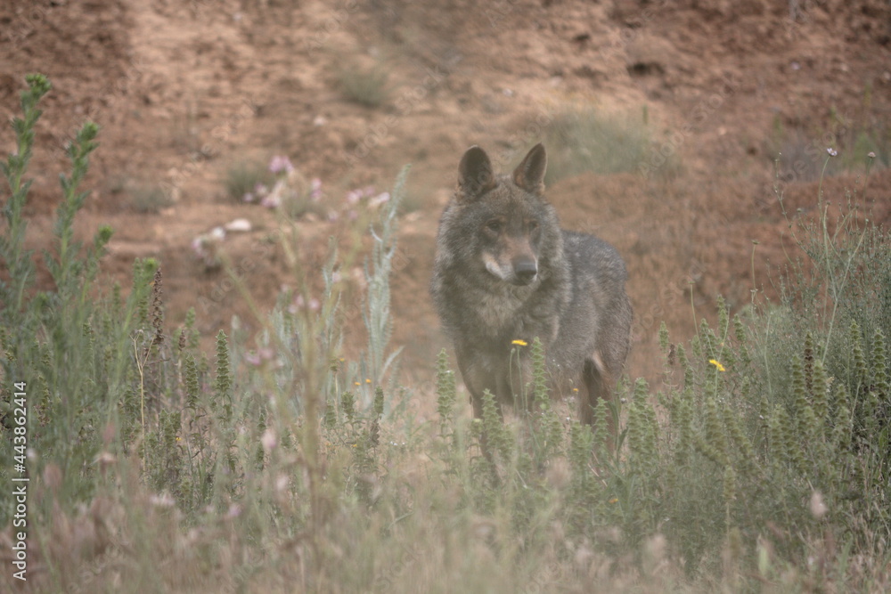 Iberian wolf (Canis lupus signatus) scanning among aromatic plants. Iberian wolf (Canis lupus signatus) scanning among aromatic plants.