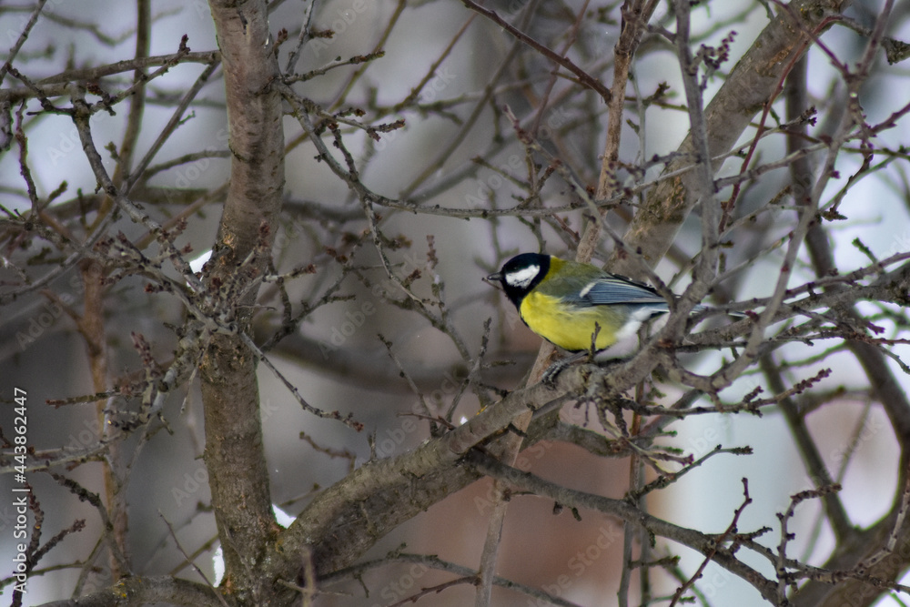 Naklejka premium birds eat seeds in the garden in winter