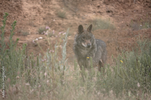 Iberian wolf  Canis lupus signatus  scanning among aromatic plants.
