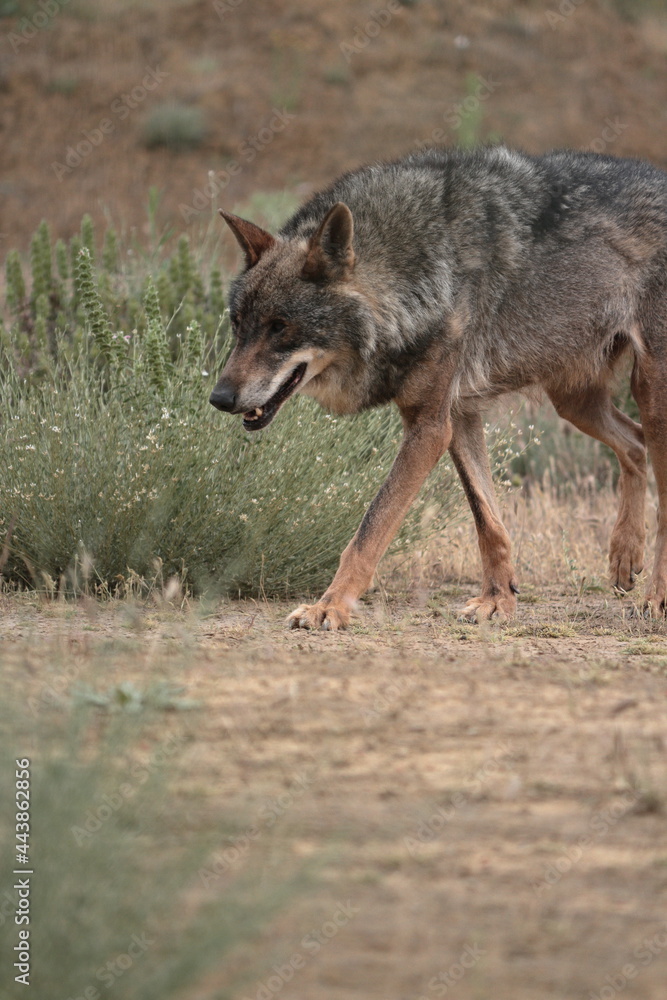 Iberian wolf (Canis lupus signatus) walking while looking for a trail. Iberian wolf (Canis lupus signatus) walking while looking for a trail.