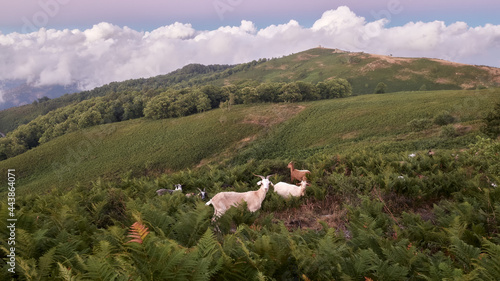 Goats grazing in the mountains