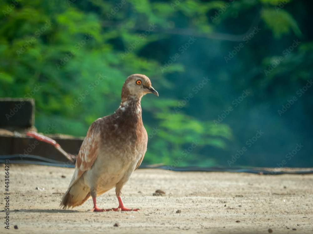 pigeon on the ground pigeon on the ground