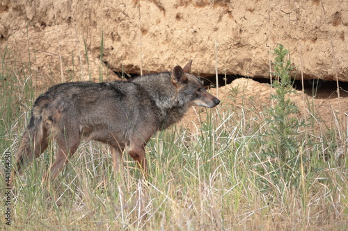 Iberian wolf  Canis lupus signatus  among the vegetation of a wetland.