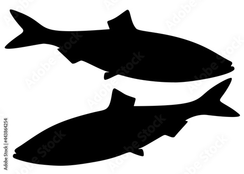Large herring fish. Vector image.