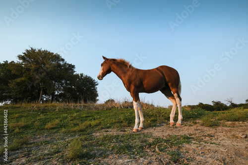 Young horse in wide angle stands in Texas summer field