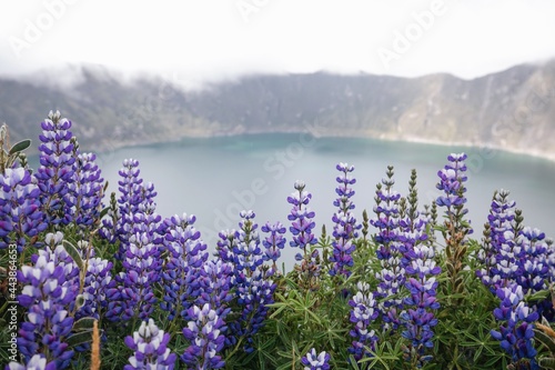 Laguna Quilotoa Crater Lake with Wild Flowers