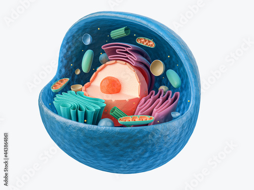 3d rendering of biological animal cell with organelles cross section isolated on white
