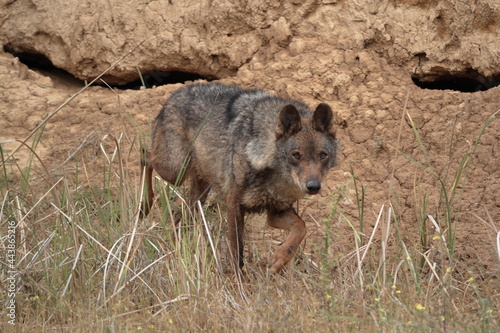 Iberian wolf  Canis lupus signatus  stalking in rugged terrain.