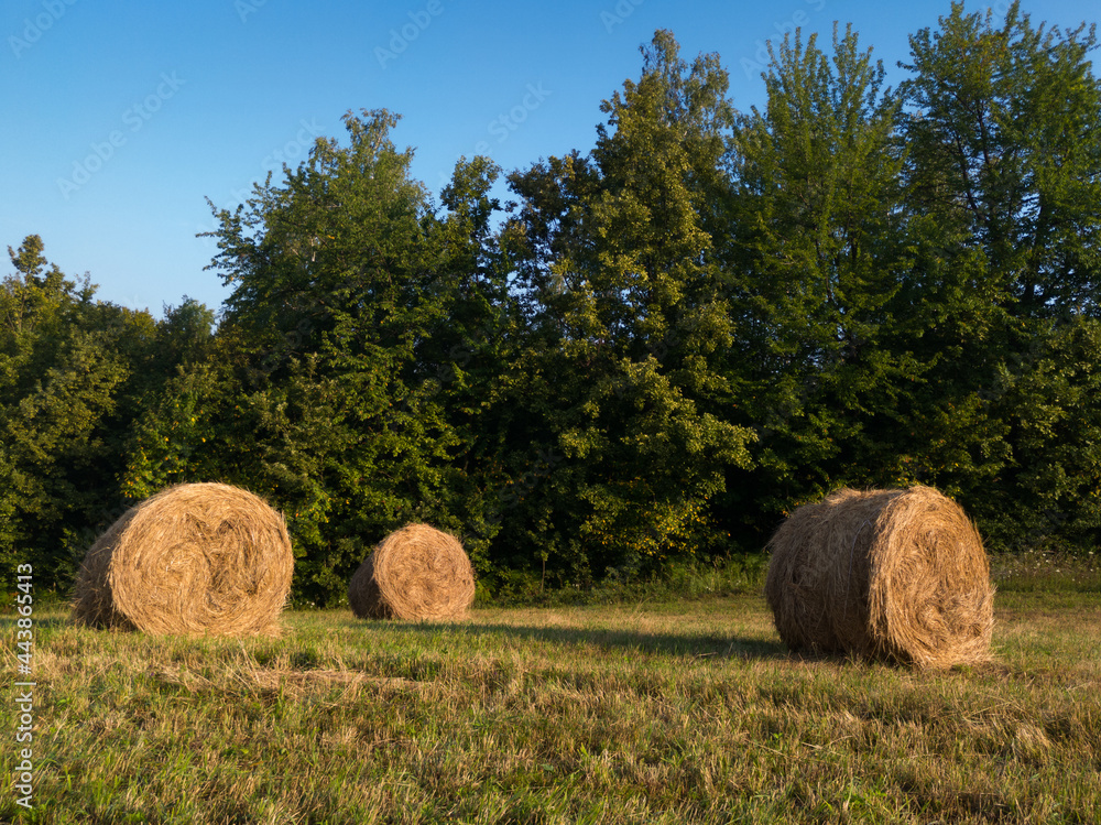 Rural landscape with rolls of hay, meadow and roll bales during summer morning Rural landscape with rolls of hay, meadow and roll bales during summer morning