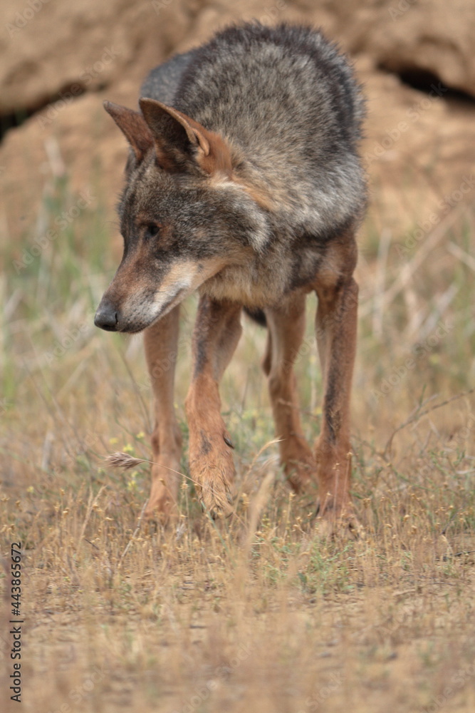 Obraz premium 58 / 5000Resultados de traducciónIberian wolf (Canis lupus signatus) studying the field.