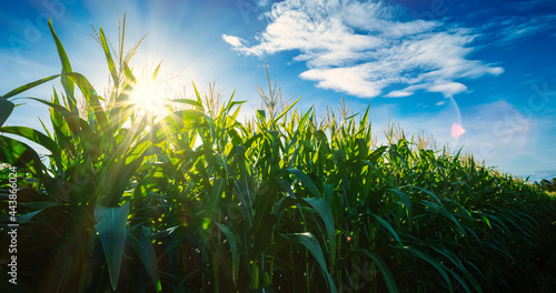 Fotobehang Maize or corn on agricultural field with sunshine on blue sky
