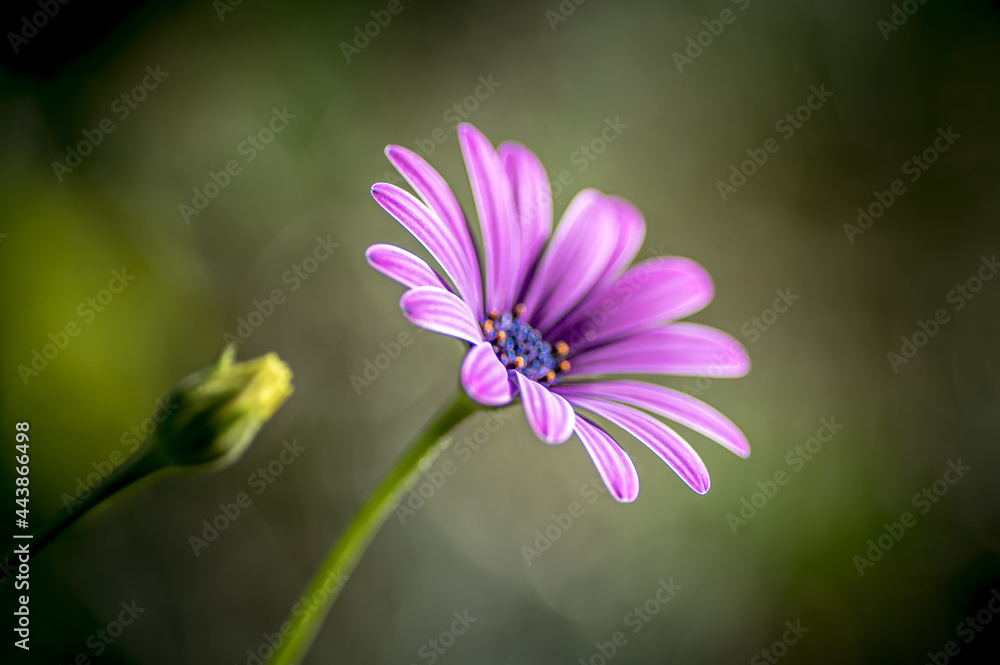 fioletowy kwiat stokrotka afrykańska (Osteospermum) na zielonym rozmytym tle - obrazy, fototapety, plakaty 