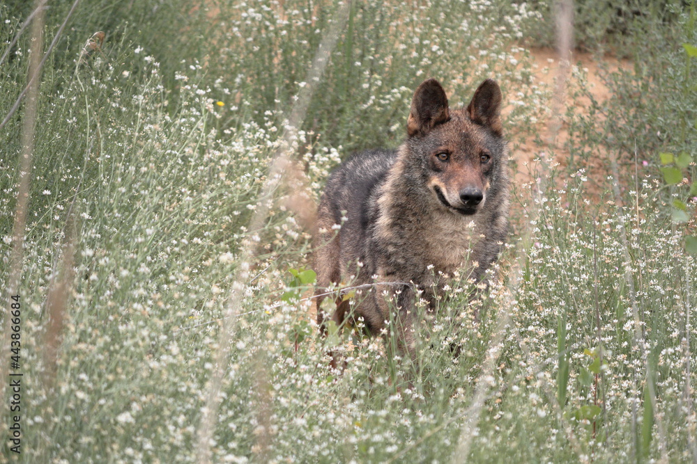 Naklejka premium Iberian wolf (Canis lupus signatus) observing hidden among the vegetation.