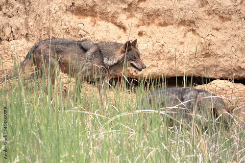 Iberian wolf  Canis lupus signatus  stalking among the vegetation of a wetland.