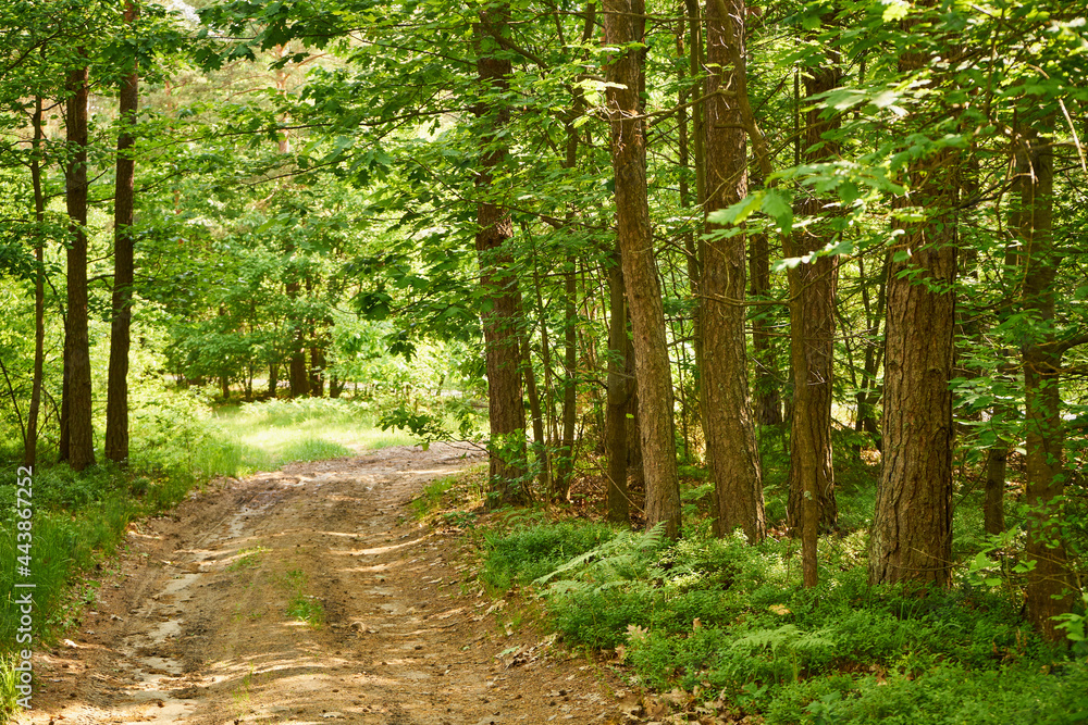 Obraz premium leśna letnia ścieżka
