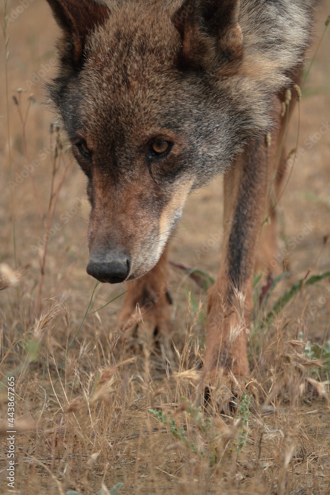 Naklejka premium Close-up of Iberian Wolf (Canis lupus signatus) sniffing the ground.