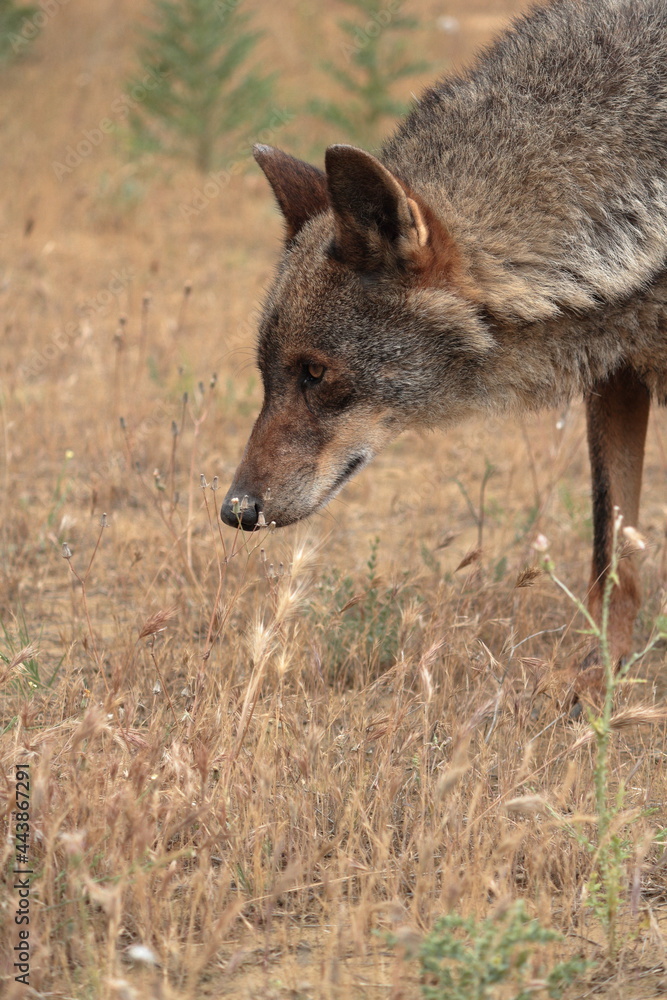 Fototapeta premium Close-up of Iberian Wolf (Canis lupus signatus) sniffing the ground.