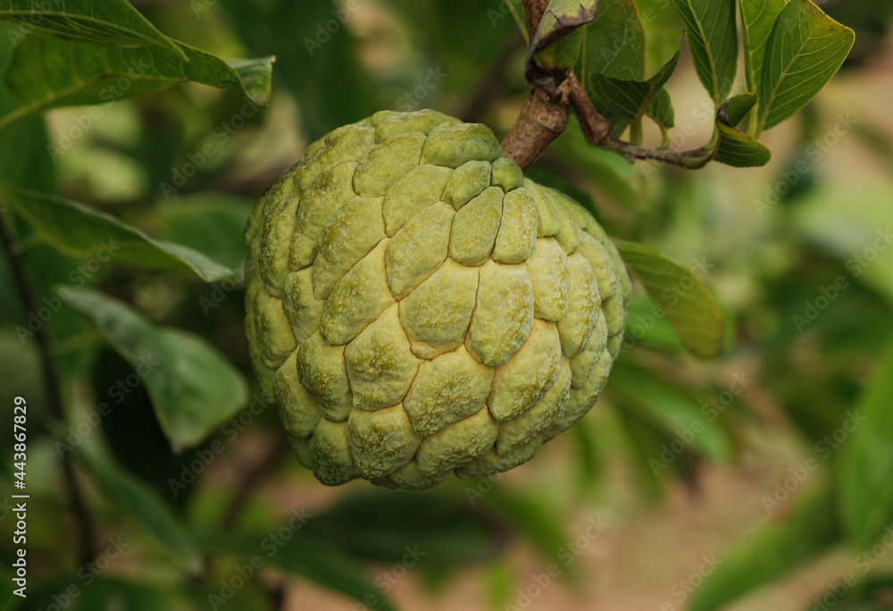 Custard apple (fruit) or Sugar apples on the tree branch in the garden, India. Custard apple (fruit) or Sugar apples on the tree branch in the garden, India.