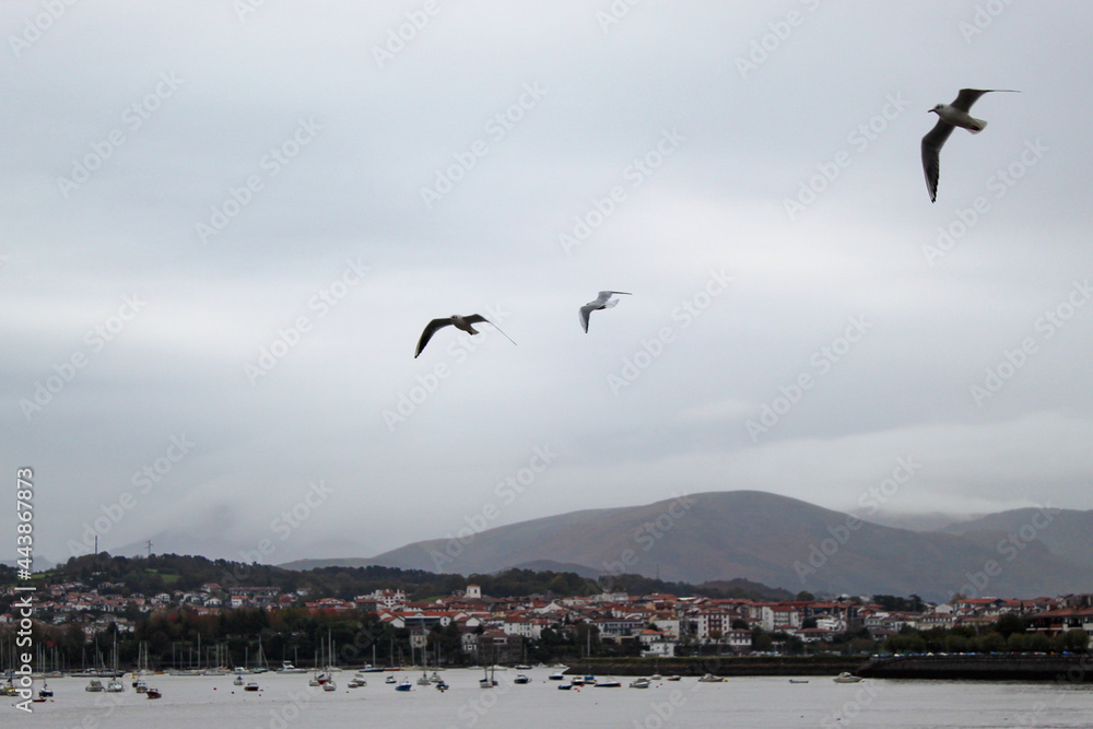 Seagulls fly on a cloudy day over ships docked in a port.