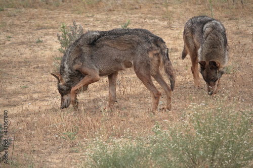 Iberian wolves  Canis lupus signatus  searching for a trail in arid terrain.
