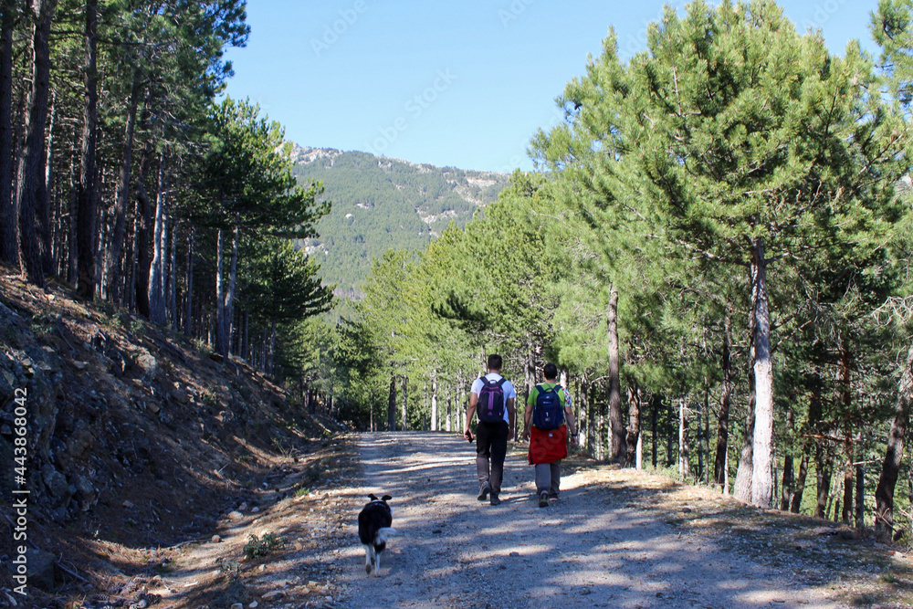 .two men walk among trees, in nature. a border collie dog accompanies them .two men walk among trees, in nature. a border collie dog accompanies them