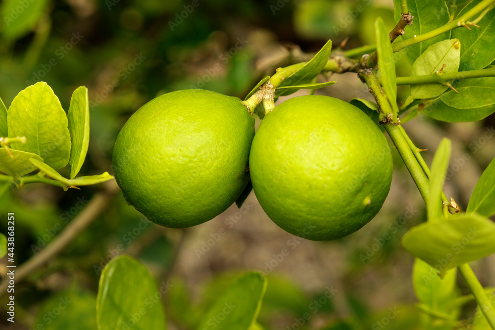 Lemon Fruit on the branch, India