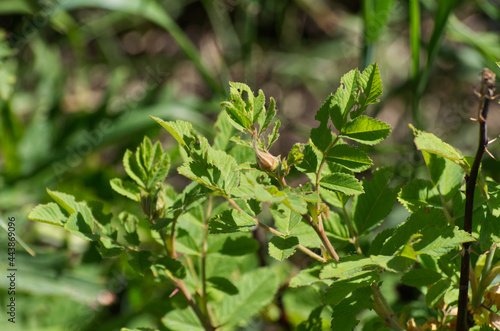 A Rose Bud about to Bloom