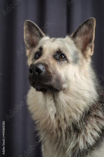 The Eastern European Shepherd looks carefully forward and slightly upwards. The expression of her muzzle is calm  her gaze is conscious and clear. Blurred gray background