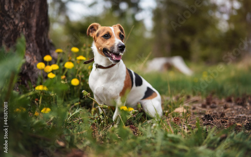 Small Jack Russell terrier sitting on meadow in spring, mouth open looking up, yellow dandelion flowers