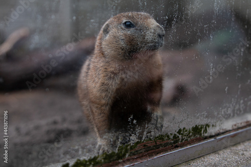 prairiedog sitting by the glass photo