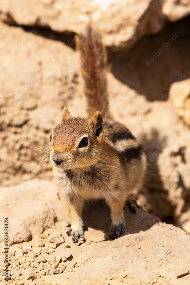 Obraz premium Golden Mantled Ground Squirrel