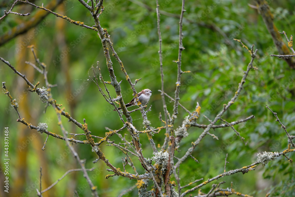 Long-tailed tit on a branch - Aegithalos caudatus Long-tailed tit on a branch - Aegithalos caudatus
