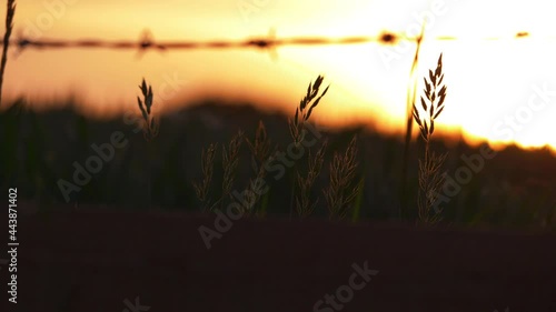 Sunset background through view of tall grass silhouette  photo