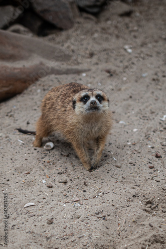 meerkat lookign sad photo