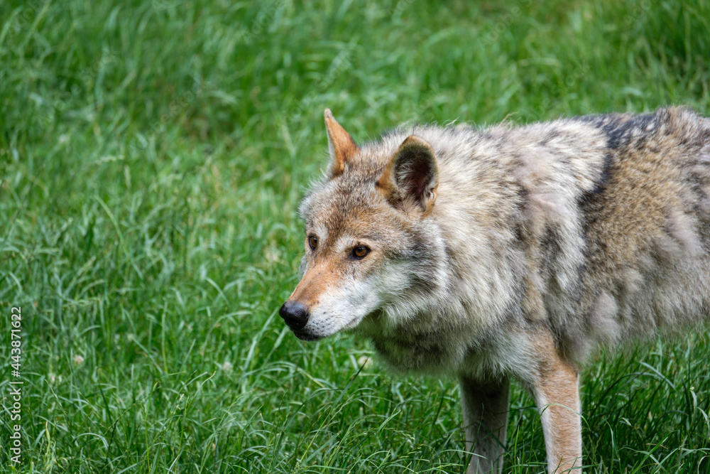 Beautiful and Awesome gray wolf walking on the grass