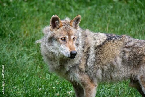 Beautiful gray wolf looking at the horizon