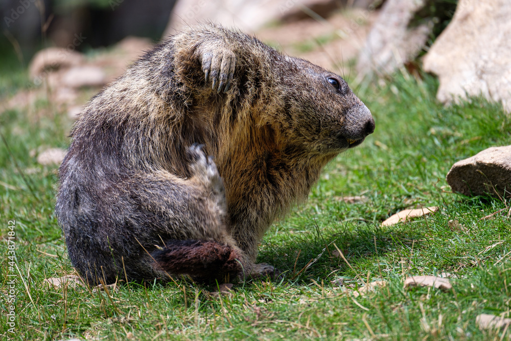 Naklejka premium Marmot close-up